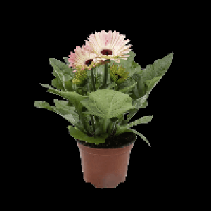GARDENLINE® Gerbera