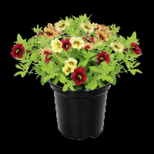 GARDENLINE® Pétunia