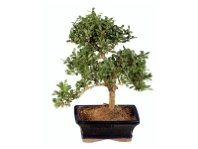 Bonsai en pot céramique 9.99 €