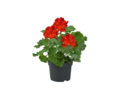 Géranium