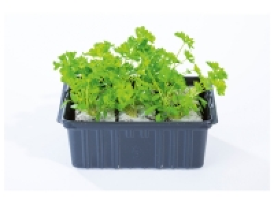 Lidl  Barquette de plant de légumes