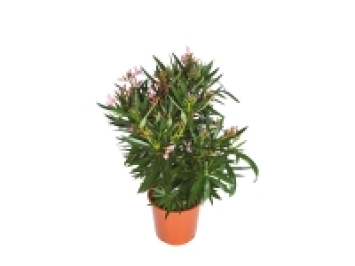 Laurier rose 9.99 €