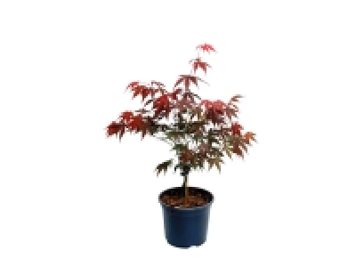 Lidl  Acer palmatum Erable du Japon