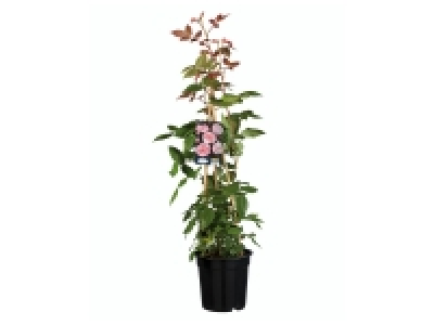 Rosier parfumé