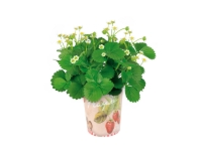 Plante fruitière en pot déco