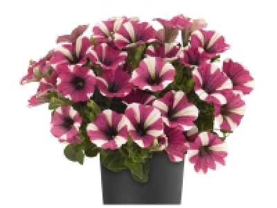 Pétunia 1.79 €