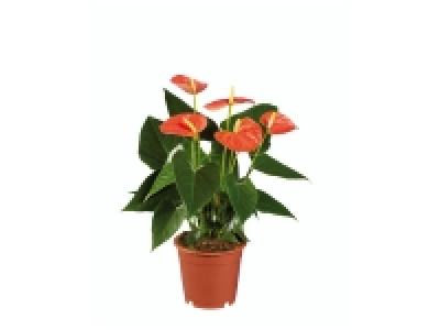 Anthurium 3.99 €