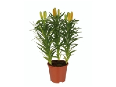 Lys asiatique 2.69 €
