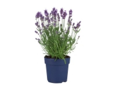 Lavande Angustifolia 2.09 €