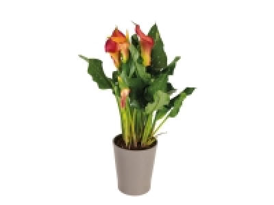 Calla en pot céramique 4.99 €