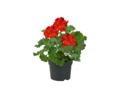 Géranium 1.60 €