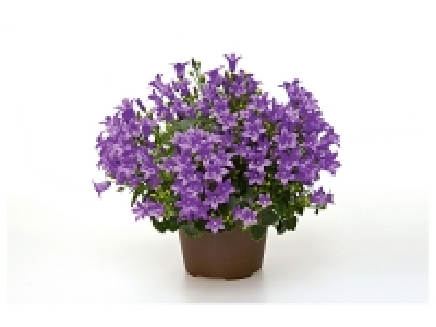 Campanule get Mee 2.54 €