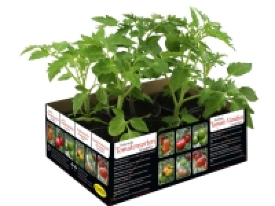 Barquette de 6 plants de tomates anciennes 3.99 €