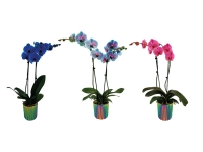 Orchidée teintée en pot céramique 13.99 €