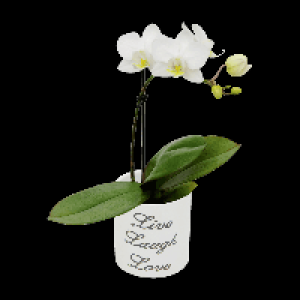 GARDENLINE® Mini orchidée phalaenopsis 4.99 €