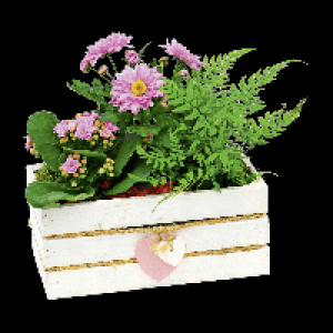 GARDENLINE® Assortiment fête des mères 7.99 €