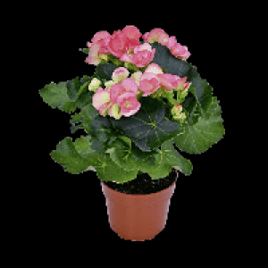 GARDENLINE® Bégonia 1.99 €