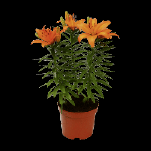GARDENLINE® Lys ou lavande 3.89 €