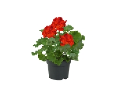 Géranium 1.61 €