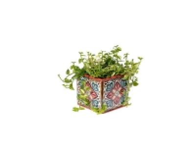 Plantes vertes en pot céramique