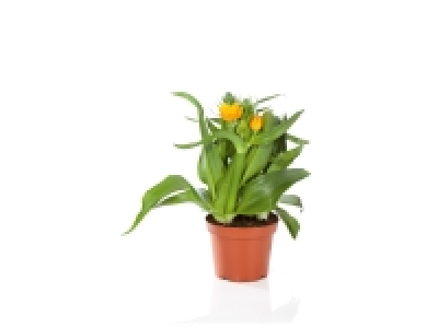 Ornithogalum 2.99 €