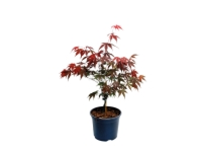 Acer Palmatum 8.99 €
