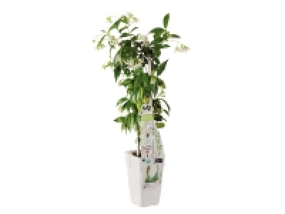 Plantes grimpantes sur espalier 7.99 €