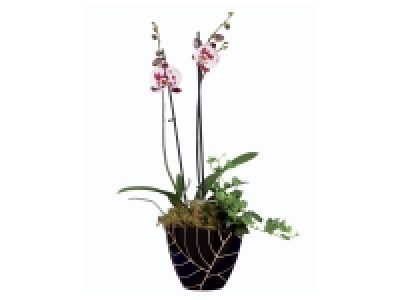 Orchid&eacute;e en pot c&eacute;ramique design 12.99&nbsp;&euro;