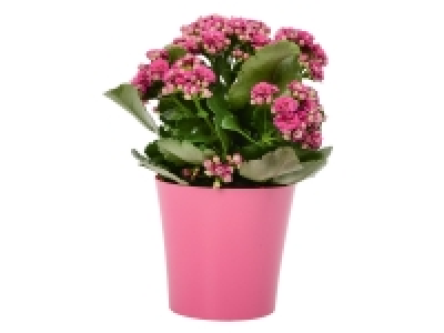 kalanchoé en pot couleur 2.49 €