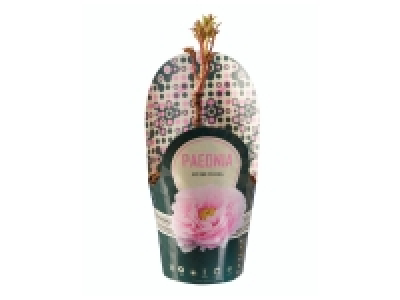 Pivoine en pot 5.99 €