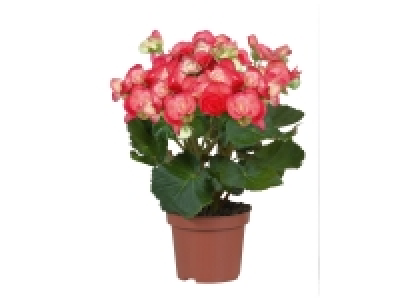 Bégonia 2.11 €