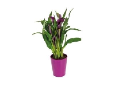 Calla en pot céramique 5.99 €