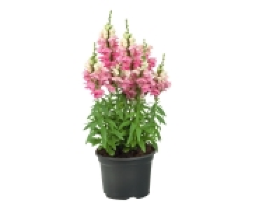 Plantes vivaces été 3.49 €