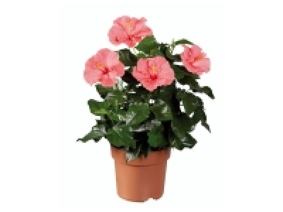 Hibiscus 6.99 €