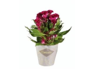 Célosie twisted 3.99 €