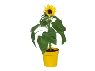 Fleur de tournesol en pot ou campanule vivace Get Mee