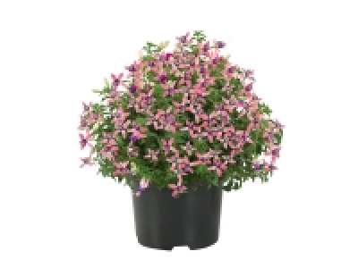 Fuchsia vivace