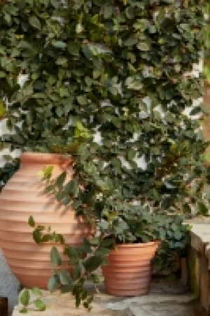 HM  Grand vase en terracotta
