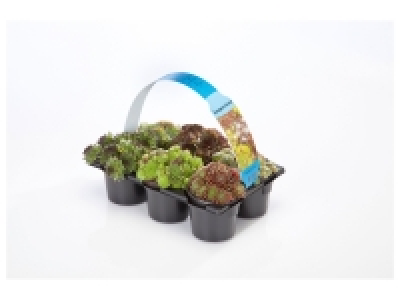 Sempervivum 4.99 €