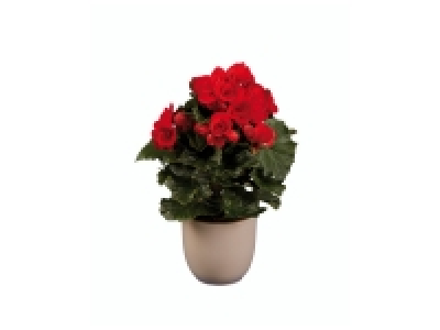 Bégonia 2.29 €