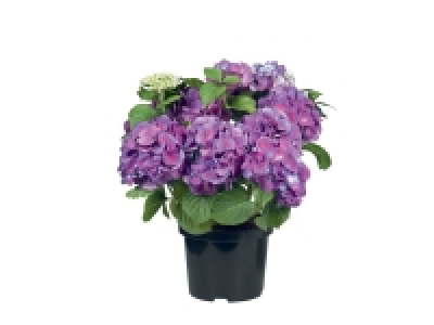 Hortensia de jardin 7.99 €