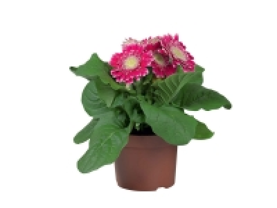 Gerbera 2.39 €