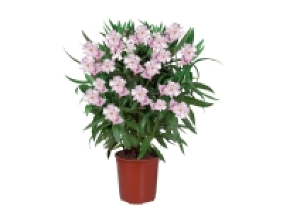 Laurier rose 5.79 €