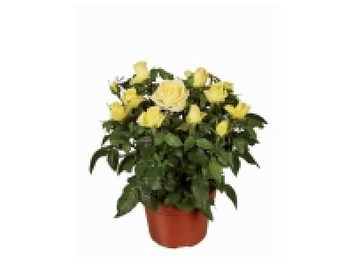 Rosier en pot 3.99 €