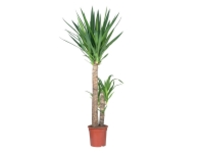 Grande plante verte 9.99 €