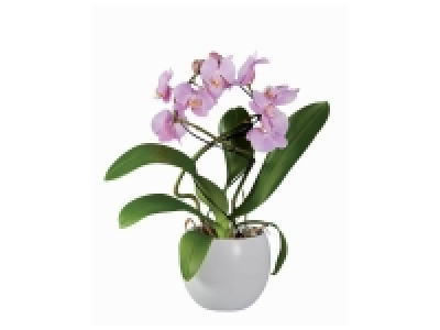 Orchidée Twister en pot céramique 13.99 €