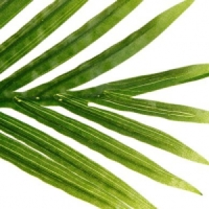  Vert 71.99 €