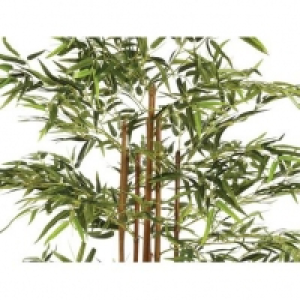 BAMBOU Vert 55.99 €