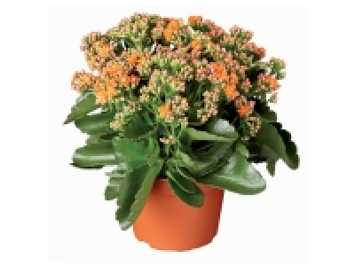 Kalanchoé couleur