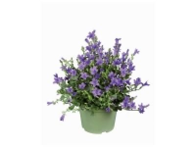 Campanule Get Mee 2.59 €